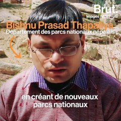 Protéger les tigres est une priorité pour le Népal