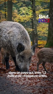 La chasse : qui dit quoi ?