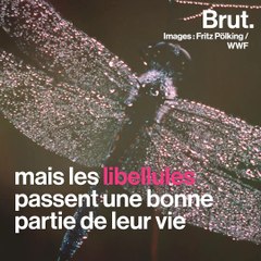 Comment les bébés libellules chassent