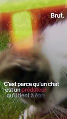 Pourquoi la langue des chats est râpeuse