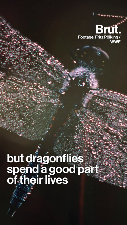 How baby dragonflies hunt