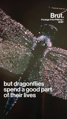 How baby dragonflies hunt