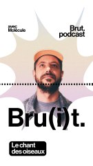 Le chant des oiseaux