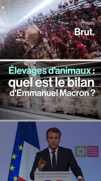 Politique animale : quel est le bilan d'Emmanuel Macron ?