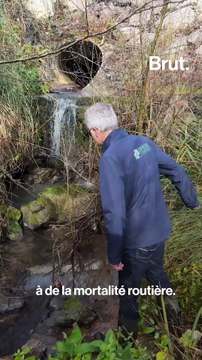 Pour assurer la survie des animaux, Vinci aménage les alentours des autoroutes