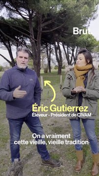 A Bordeaux, ils expérimentent la transhumance hivernale dans les vignes