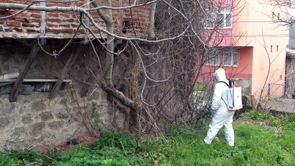 Atakum Belediyesi kahverengi kokarca böceği ile mücadeleye devam ediyor