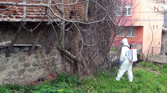 Atakum Belediyesi kahverengi kokarca böceği ile mücadeleye devam ediyor