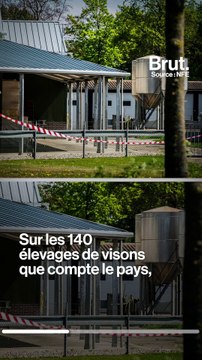 Dans les fermes à fourrure hollandaises, des visons euthanasiés à cause du Covid-19