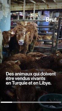 Des milliers de veaux entassés dans un bateau depuis 80 jours