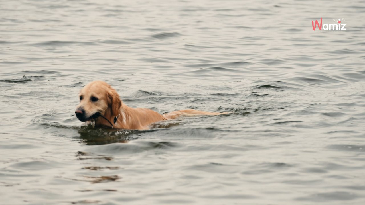Le chien saute dans le canal pour s'amuser : quelques minutes plus tard il ramène des restes humains sur la rive
