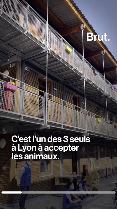 Étudiantes vétérinaires, elles soignent les animaux des plus démunis
