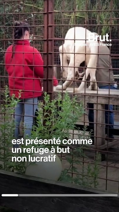 Enquête : en Normandie, de grands félins exploités dans un "refuge"