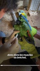 Dans les zoos de France, des milliers d’oiseaux se font vacciner face à la grippe aviaire