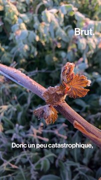 Froid historique : les viticulteurs mobilisés pour sauver les vignes