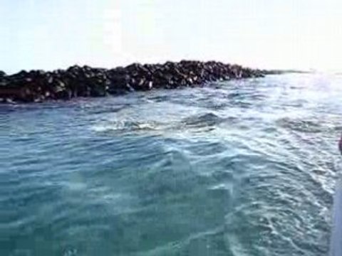 otaries lions de mer aux galapagos
