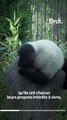 Des vidéos de pandas qui jouent dans la neige...voici l'envers du décor