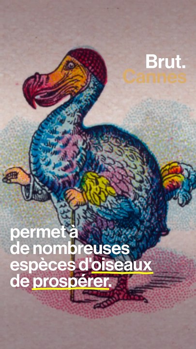 Pourquoi le dodo, l’oiseau, a disparu ?