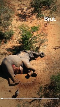 Botswana : des éléphants retrouvés morts par centaines