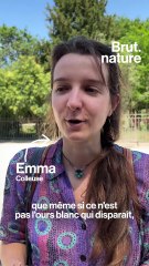 Le street-art pour alerter sur l’extinction animale