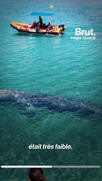 Waly, une baleine grise perdue en mer Méditerranée