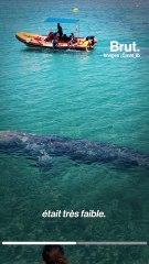 Waly, une baleine grise perdue en mer Méditerranée