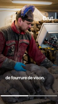 Au Danemark, 17 millions de visons abattus pour empêcher une mutation du Covid-19