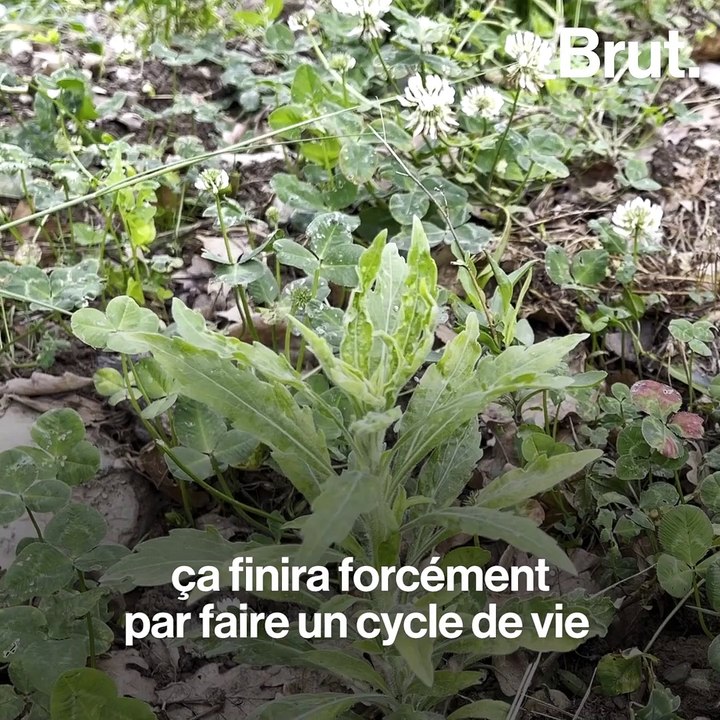 Sébastien s'est lancé dans la production d'amandes bio