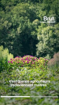 La vente de semences paysannes désormais autorisée aux particuliers