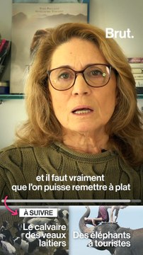 Les animaux maltraités par les humains dans le monde entier