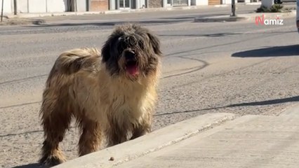 Ils font toiletter un chien errant pour la première fois en 7 ans : sa transformation est à peine croyable (vidéo)