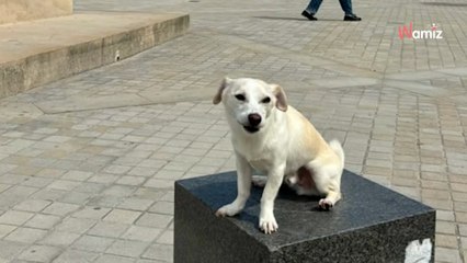 Sauvé de l’abandon, ce chien vit aujourd’hui entre hôtels et paysages de rêve (Vidéo)