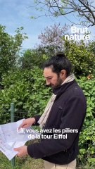 Tour Eiffel : des arbres centenaires bientôt abattus ?