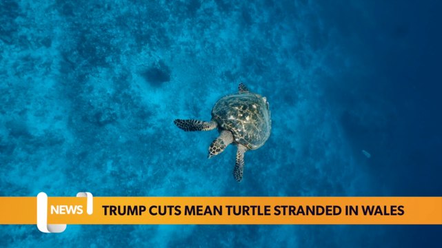 Critically endangered turtle stranded in Wales due to US conservation cuts