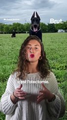 Des chiens aux oreilles coupées pour leur donner un air agressif