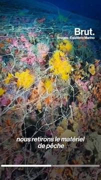 Ces plongeurs restaurent un récif corallien