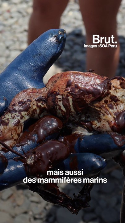 La marée noire au Pérou, un mois après