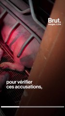 Pour L214, dans cet élevage porcin déjà épinglé, rien n'a changé