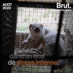 Élevages de visons : la nouvelle enquête de One Voice