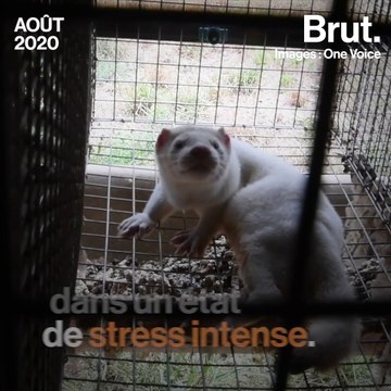 Élevages de visons : la nouvelle enquête de One Voice