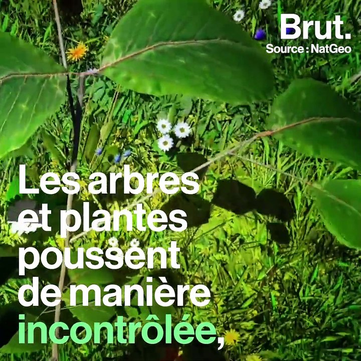 La planète terre sans êtres humains, ça donne quoi ?