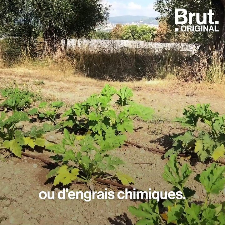 Ces cantines scolaires proposent des repas 100  % bio