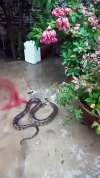 Reportan que serpientes están ingresando a las casas en Warnes a causa de las inundaciones