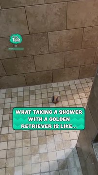 What taking a shower with a golden retriever is like