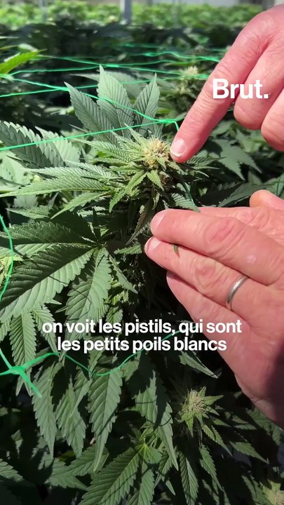 3 questions simples sur le CBD