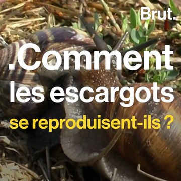 Comment les escargots se reproduisent