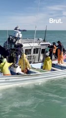 Sea Shepherd US : la course pour sauver les vaquitas