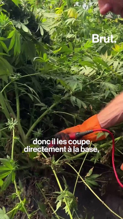 Comment pousse le chanvre ?