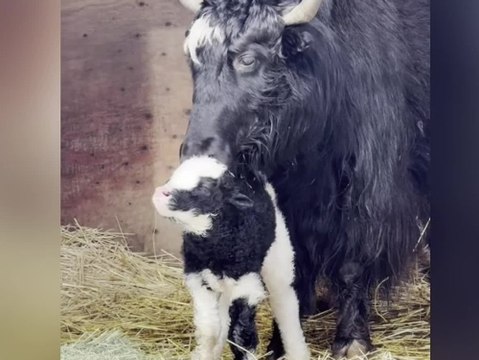 Baby-Überraschung: Zoo bekommt unerwartet Nachwuchs