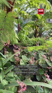 Les Serres royales de Laken se préparent à accueillir le public